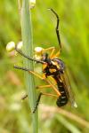 Molobratia teutonus