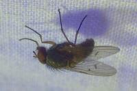 Helina abdominalis