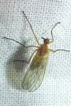 Empis stercorea