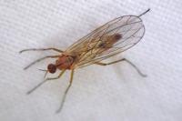 Empis stercorea