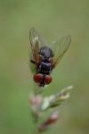 Phasia obesa