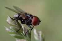 Phasia obesa