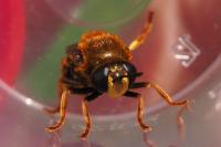 Microdon