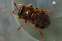 Microdon