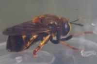 Microdon