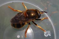Microdon