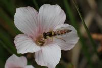 Sphaerophoria scripta