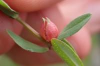 Zeuxidiplosis giardi