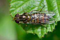 Episyrphus balteatus