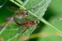 Rhagio tringarius