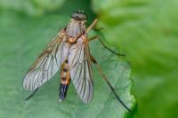 Rhagio tringarius