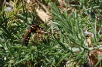 Molobratia teutonus