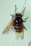Volucella inanis