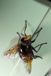 Volucella inanis