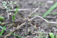 Tipula maxima