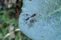 Atrichops crassipes