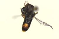 Paragus tibialis