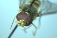 Meliscaeva auricollis