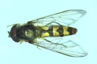 Meliscaeva auricollis