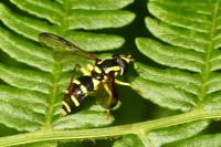 Philhelius pedissequus