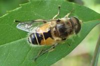 Eristalis arbustorum