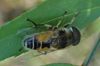 Eristalis arbustorum