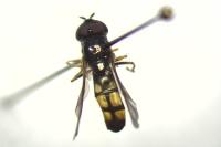 Melanostoma mellinum