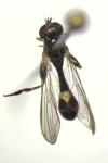 Sphegina verecunda