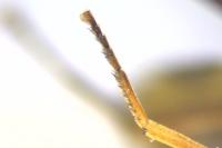 Syrphus ribesii
