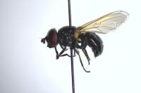 Psilota exilistyla