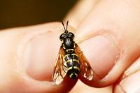 Chrysotoxum festivum