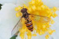Episyrphus balteatus
