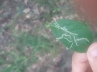 Aulagromyza luteoscutellata