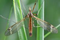 Tipula fascipennis