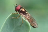 Melanostoma