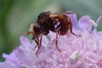 Sicus ferrugineus