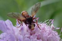 Sicus ferrugineus