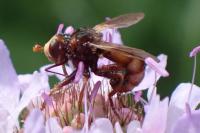Sicus ferrugineus