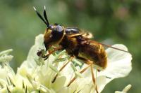 Callicera aurata