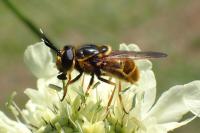 Callicera aurata