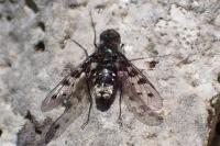 Anthrax varia
