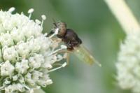 Oplodontha viridula
