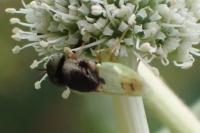 Oplodontha viridula