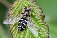 Scaeva pyrastri
