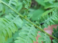 Dasineura pteridis