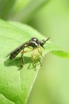 Dioctria bicincta