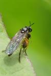 Dioctria bicincta