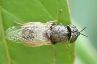 Oplodontha viridula