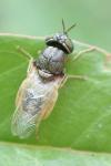 Oplodontha viridula
