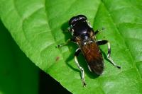 Xylota segnis